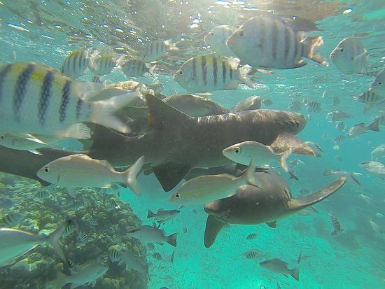 Récif corallien Mexico Rocks